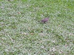 Streptopelia chinensis