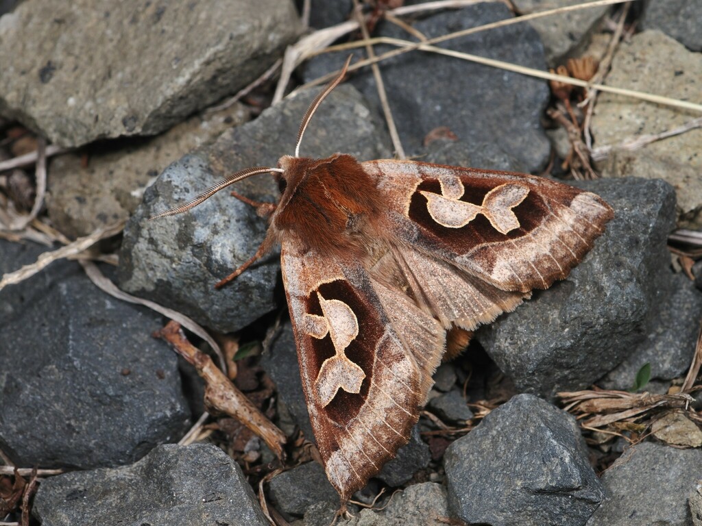 Perigrapha