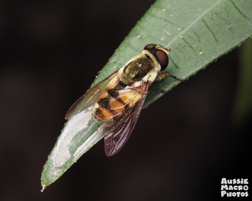 Syrphini from Buggin in Cairns Botanic Gardens, QLD, Australia on