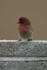 Haemorhous mexicanus