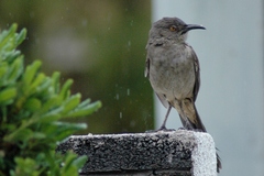 Toxostoma curvirostre