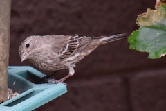 Haemorhous mexicanus