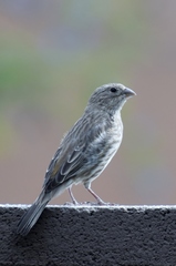 Haemorhous mexicanus