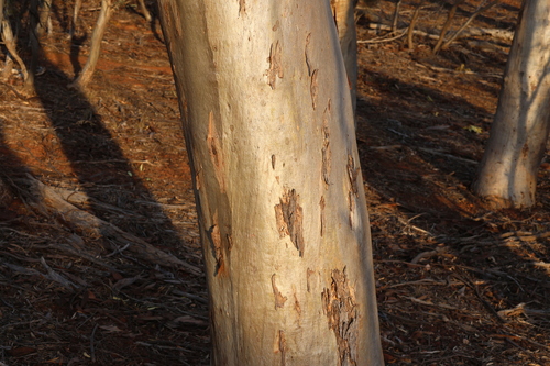 Image of Eucalyptus salmonophloia by (c) Greg Tasney, some rights reserved (CC BY-SA)