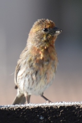 Haemorhous mexicanus