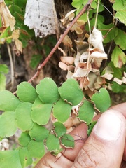 Adiantum braunii