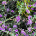 Melaleuca violacea - Photo (c) The Life of Py, some rights reserved (CC BY-NC), uploaded by The Life of Py