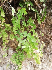 Adiantum braunii