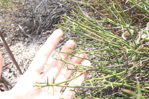 Image of Daviesia aphylla by (c) Thomas Mesaglio, some rights reserved (CC BY)