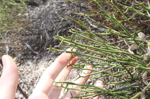 Image of Daviesia aphylla by (c) Thomas Mesaglio, some rights reserved (CC BY)