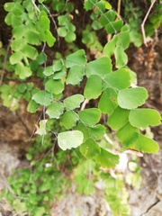 Adiantum braunii