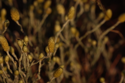 Image of Angianthus tomentosus by (c) Greg Tasney, some rights reserved (CC BY-SA)
