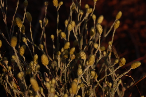 Image of Angianthus tomentosus by (c) Greg Tasney, some rights reserved (CC BY-SA)