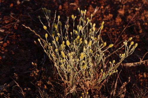 Image of Angianthus tomentosus by (c) Greg Tasney, some rights reserved (CC BY-SA)