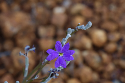 Image of Dampiera juncea by (c) Greg Tasney, some rights reserved (CC BY-SA)