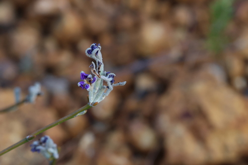 Image of Dampiera juncea by (c) Greg Tasney, some rights reserved (CC BY-SA)