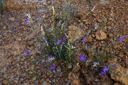 Image of Dampiera juncea by (c) Greg Tasney, some rights reserved (CC BY-SA)