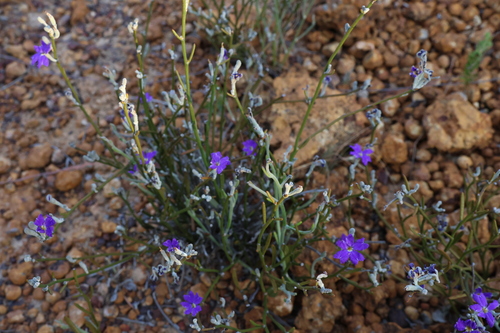 Image of Dampiera juncea by (c) Greg Tasney, some rights reserved (CC BY-SA)