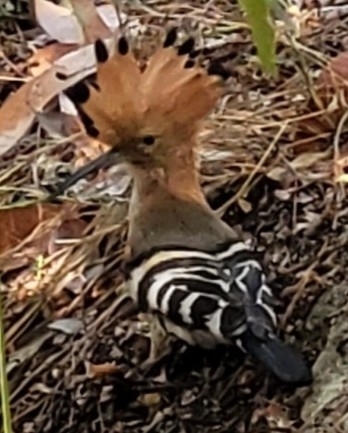 Madagascar Hoopoe