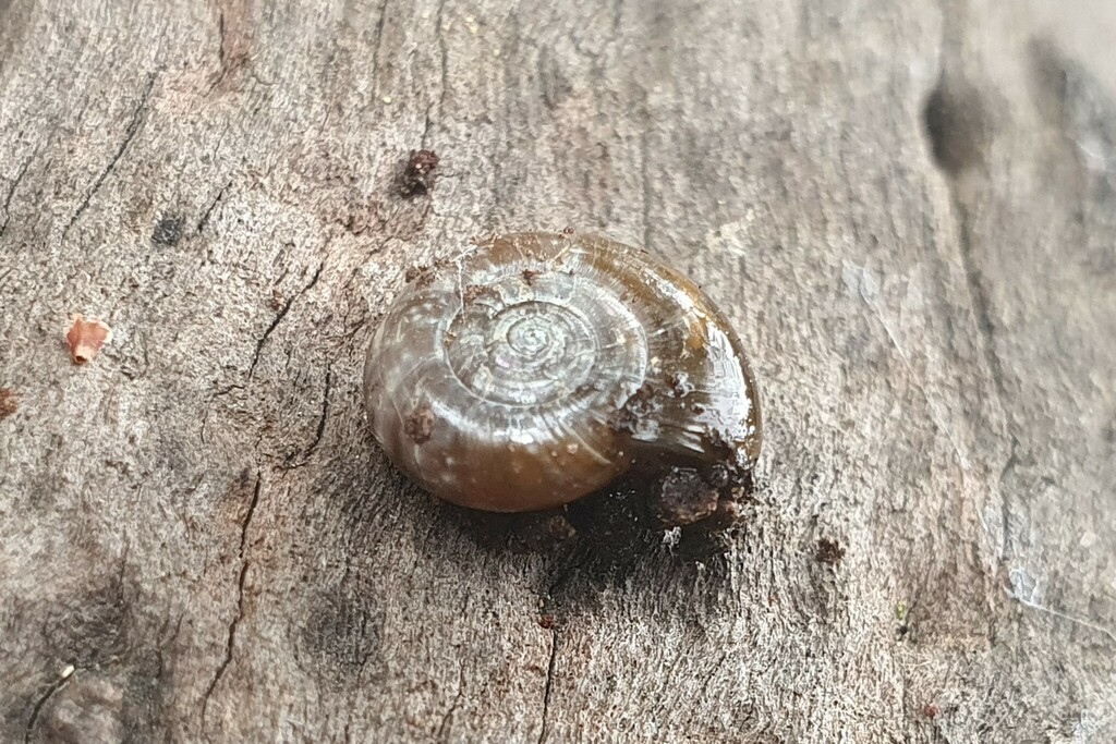 Typical Glass Snails from Melbourne VIC, Australia on October 22, 2023