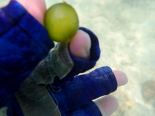 Valonia fastigiata