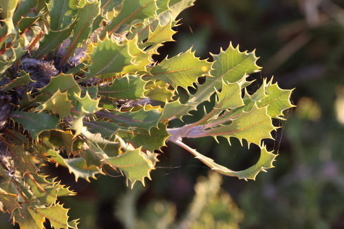 Image of Banksia obovata by (c) Greg Tasney, some rights reserved (CC BY-SA)