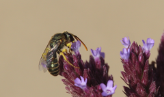 Pseudagapostemon citricornis