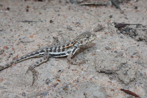 Spotted Dragon, Ctenophorus maculatus
