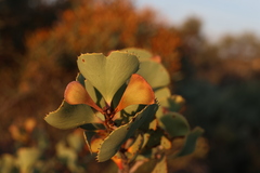 Hakea brownii, photograph (c) Greg Tasney, some rights reserved (CC BY-SA)