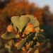 Hakea brownii - Photo (c) Greg Tasney, some rights reserved (CC BY-SA), uploaded by Greg Tasney