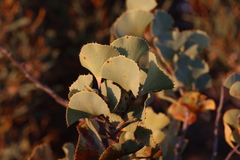 Hakea brownii, photograph (c) Greg Tasney, some rights reserved (CC BY-SA)