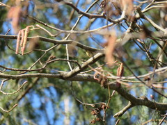 Leiothlypis celata lutescens