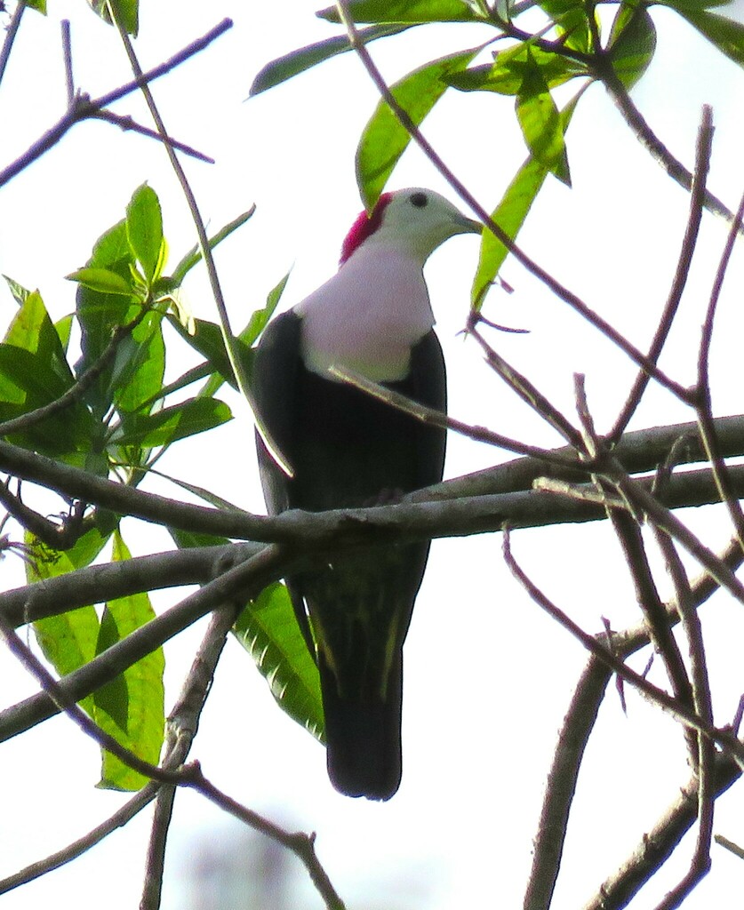 Red-naped Fruit-Dove in July 2023 by emskakoon · iNaturalist