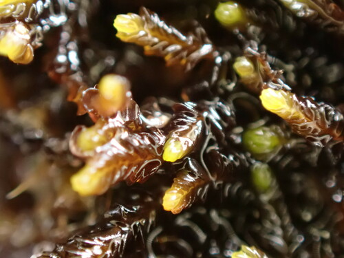 Syzygiella nigrescens