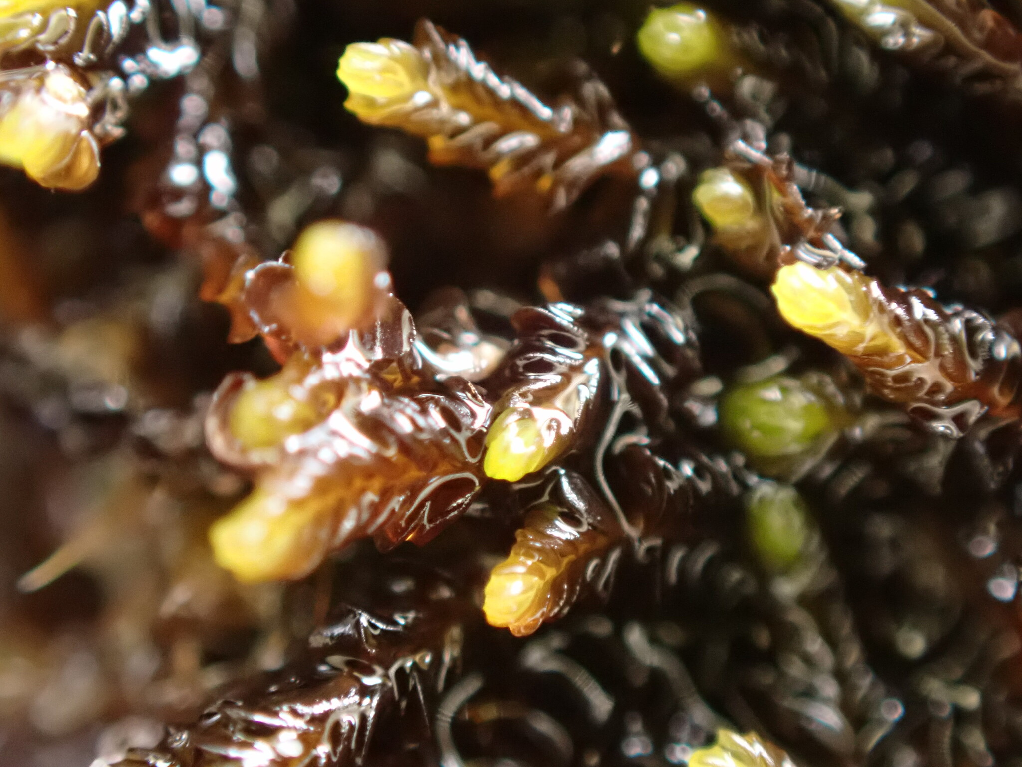 Syzygiella nigrescens