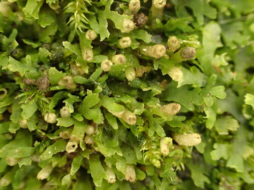 Riccardia alba