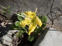 Oenothera triloba