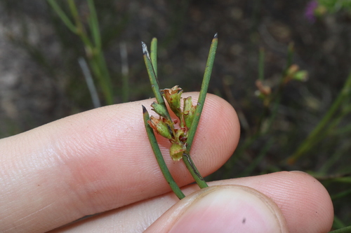Daviesia nematophylla, 2023-10-21