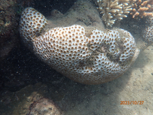 Dipsastraea pallida observed 2023-10-27