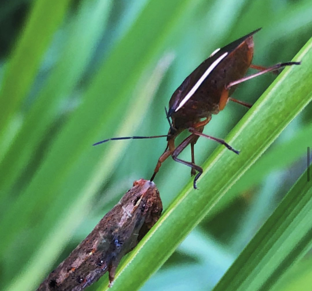 Andrallus spinidens from 木ケ崎公園, 名古屋市北区, 愛知県, JP on October 1, 2018 at ...