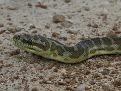 South-Western Carpet Python photo 3