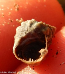 Echinolittorina tuberculata