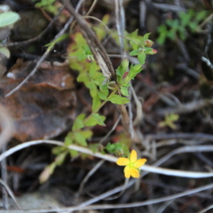 Hypericum pusillum