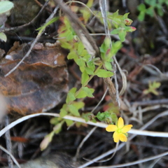 Hypericum pusillum