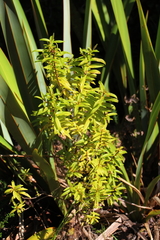 Veronica ligustrifolia