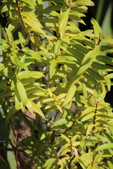 Veronica ligustrifolia