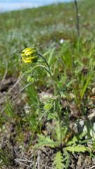 Layia gaillardioides