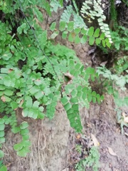 Adiantum amplum
