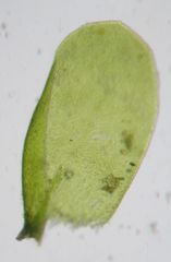 Neckera laevigata