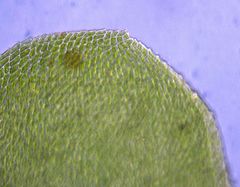 Neckera laevigata